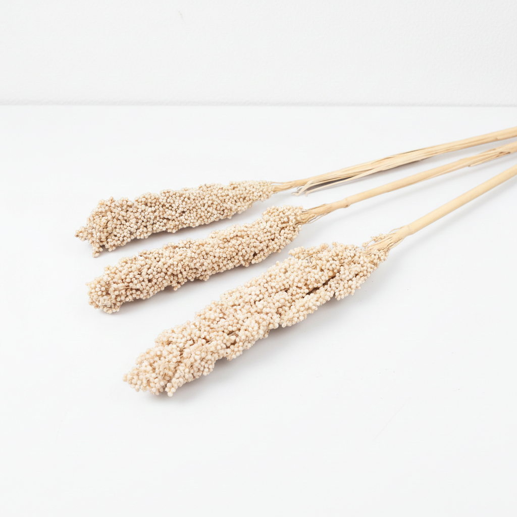 Sušený bělený čirok (Indian Corn) – přírodní dekorace do aranžmá